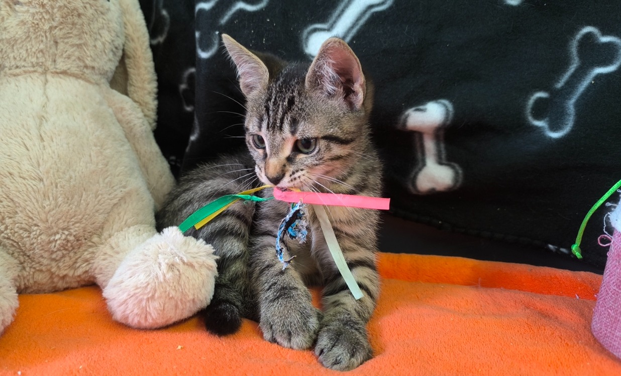 TIGROU