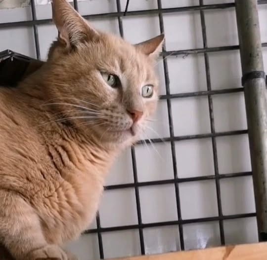 Biscuit [FIV+]