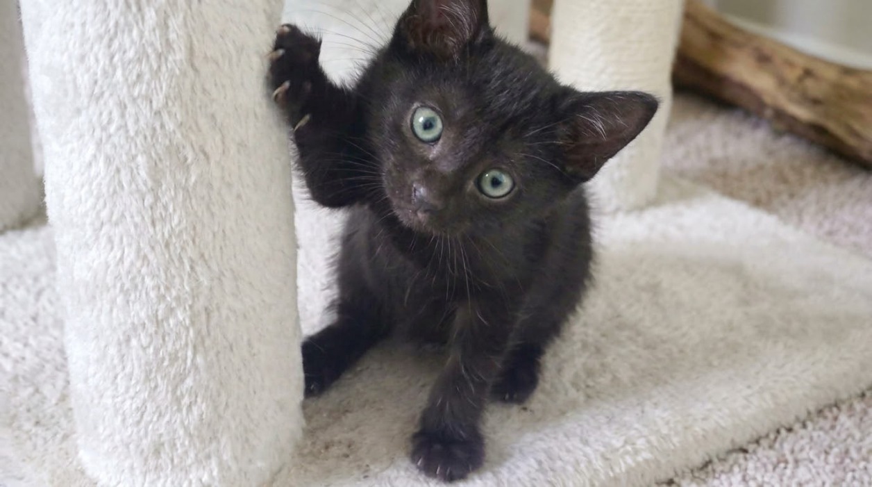 BELLA