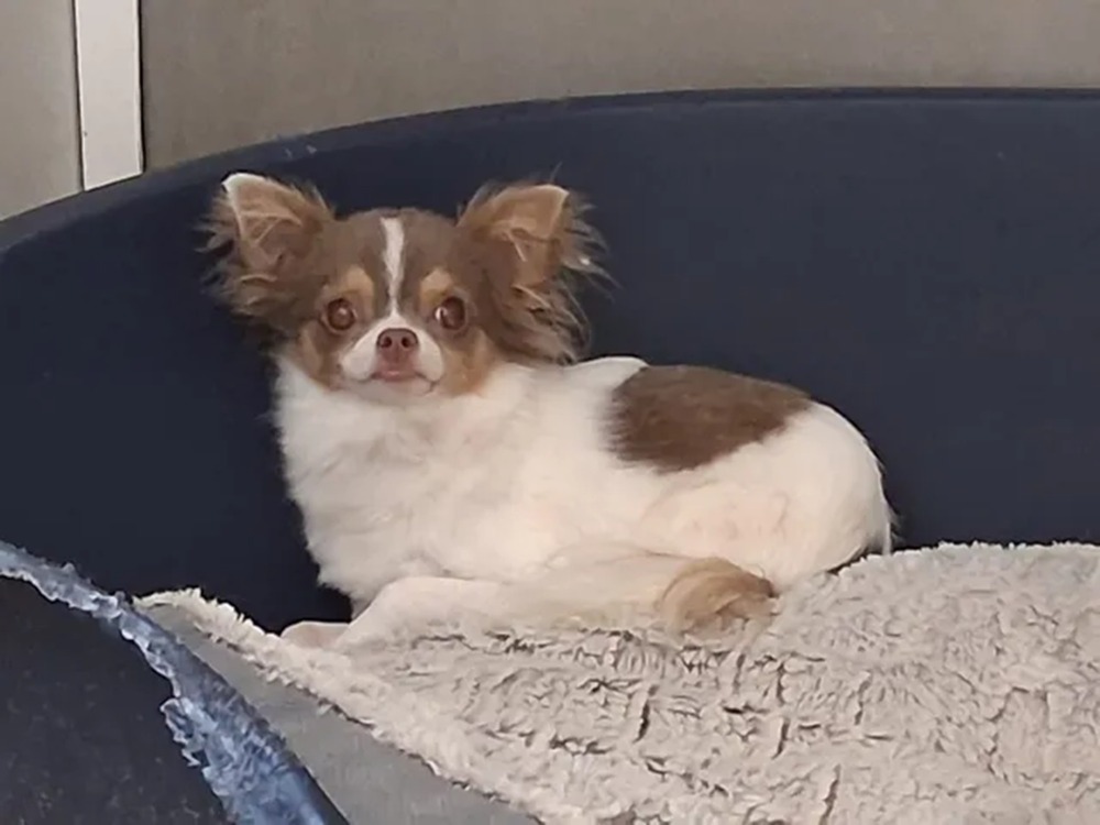 PRINCE