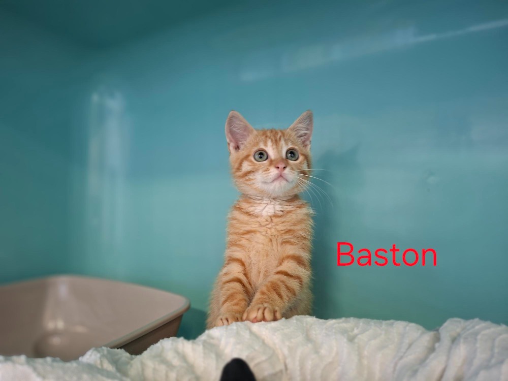 Baston