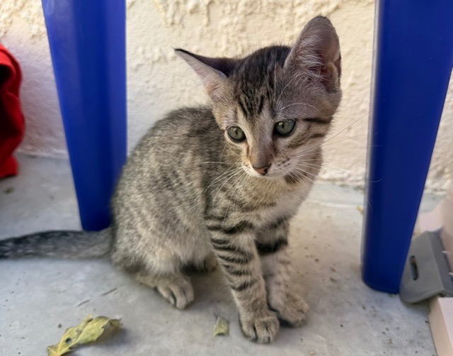 Soja (En cours d’adoption)