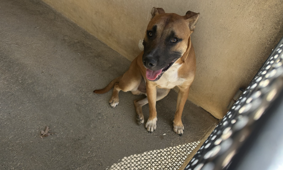 COOPER (en cours d’adoption)