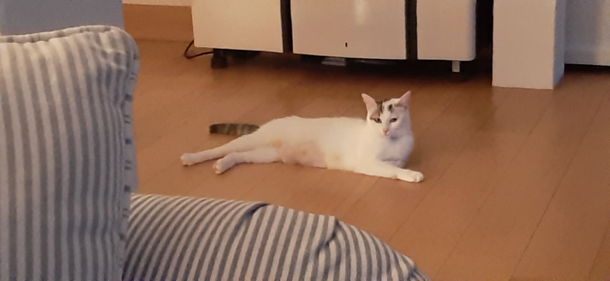 noisette