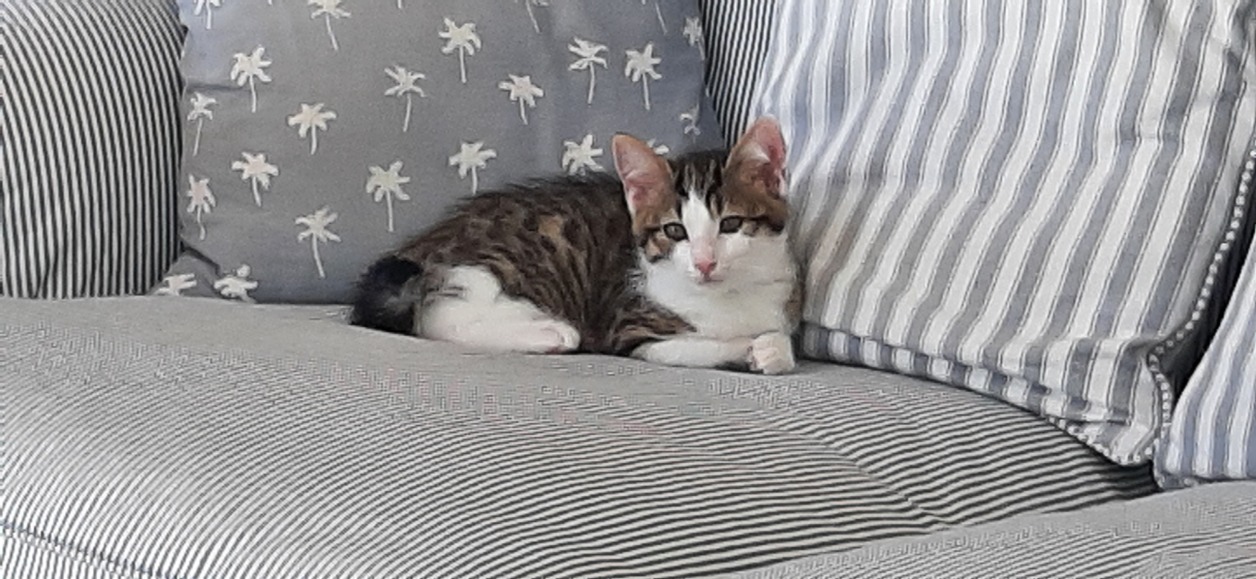 luna