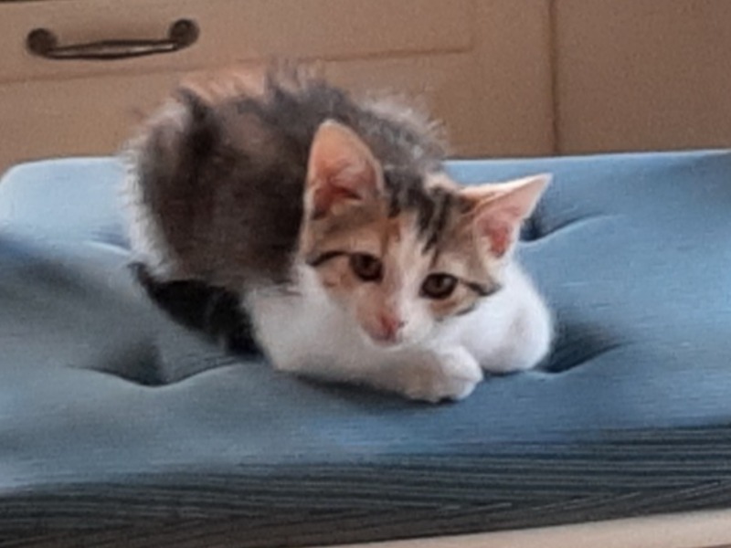amy