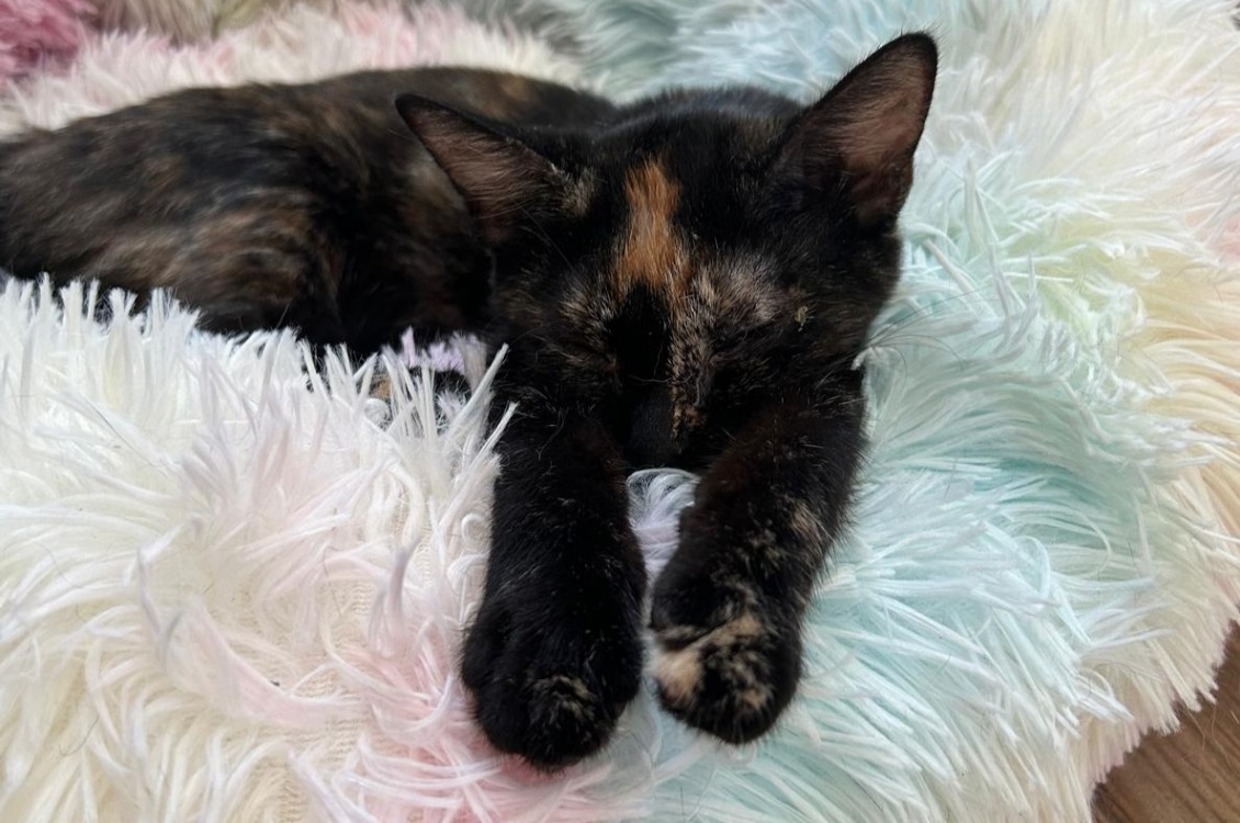 ARTEMIS