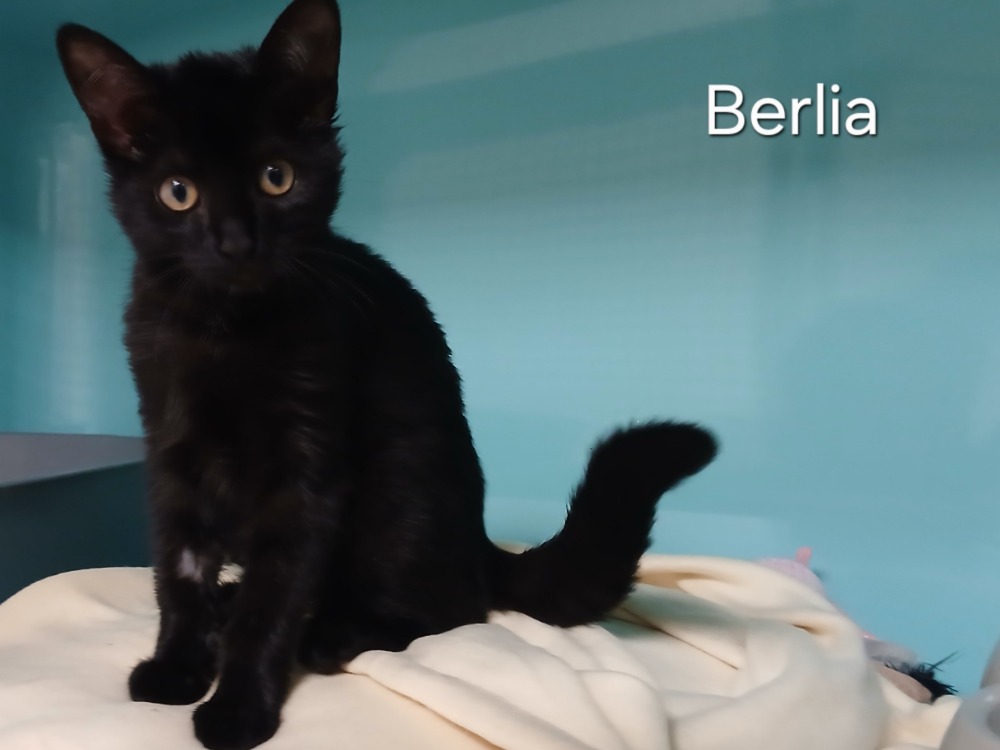 Berlia