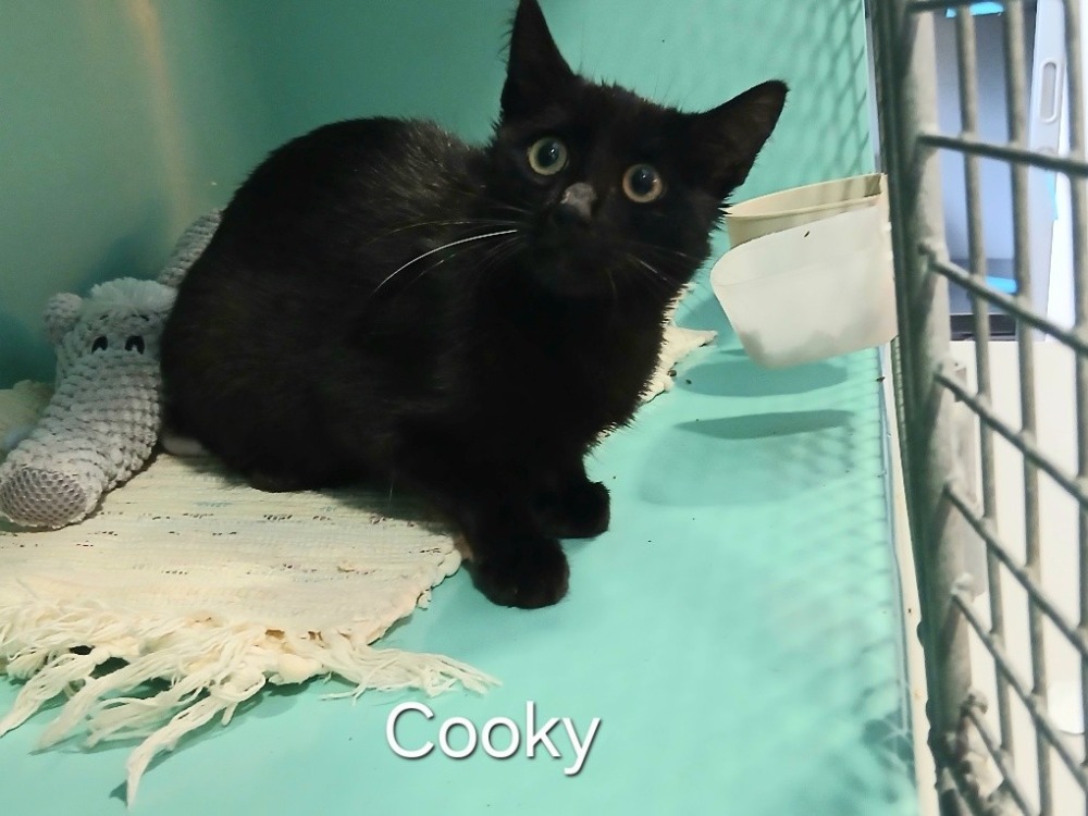 Cooky