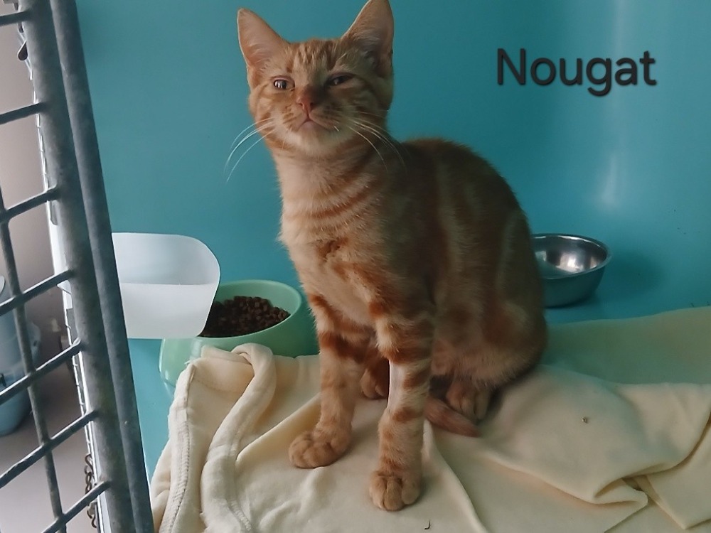Nougat