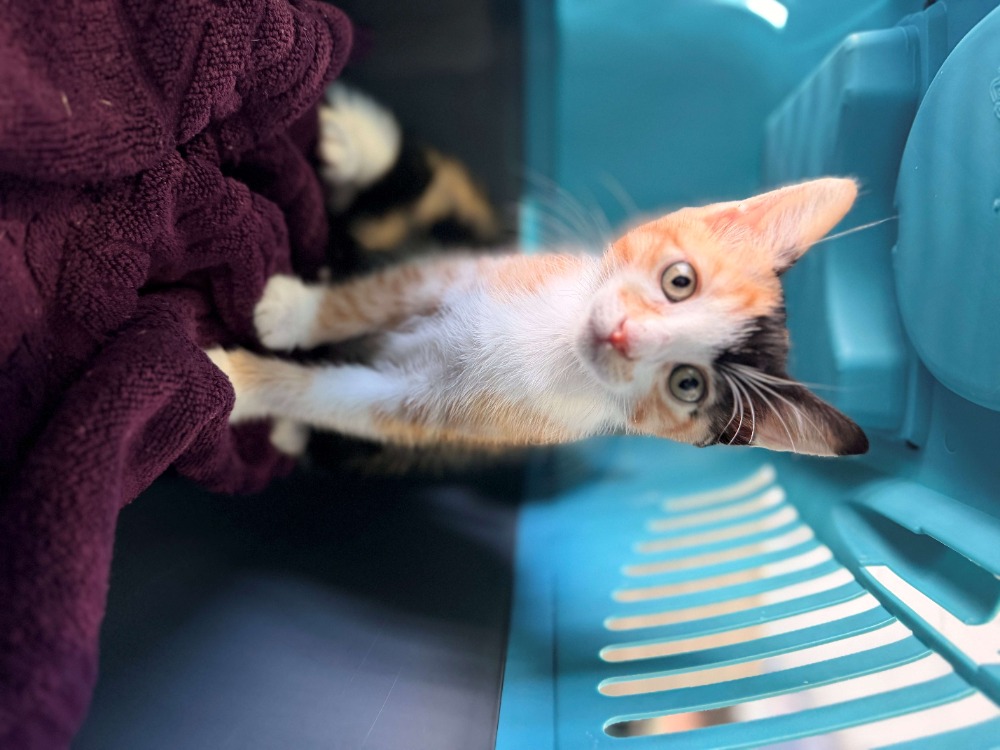 MIRABELLE