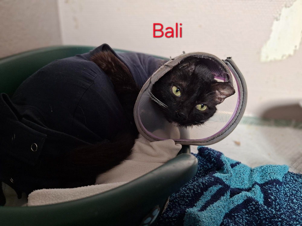 Bali