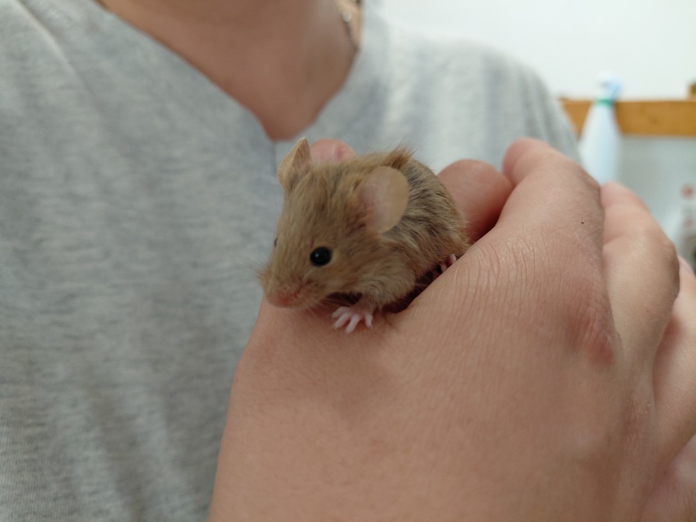STUART