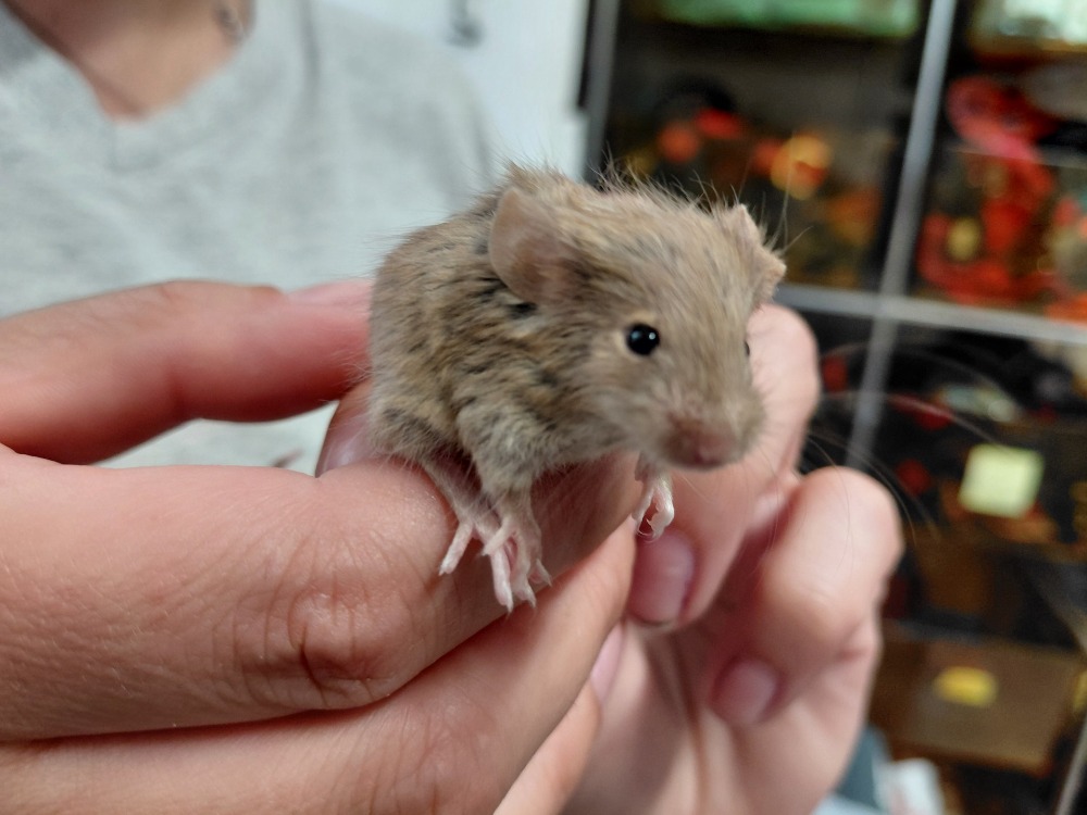 GUS