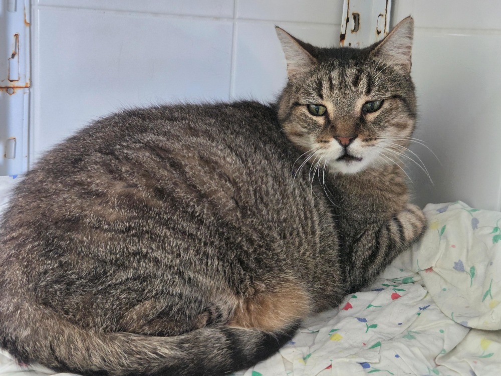 Angus « en cours d’adoption »