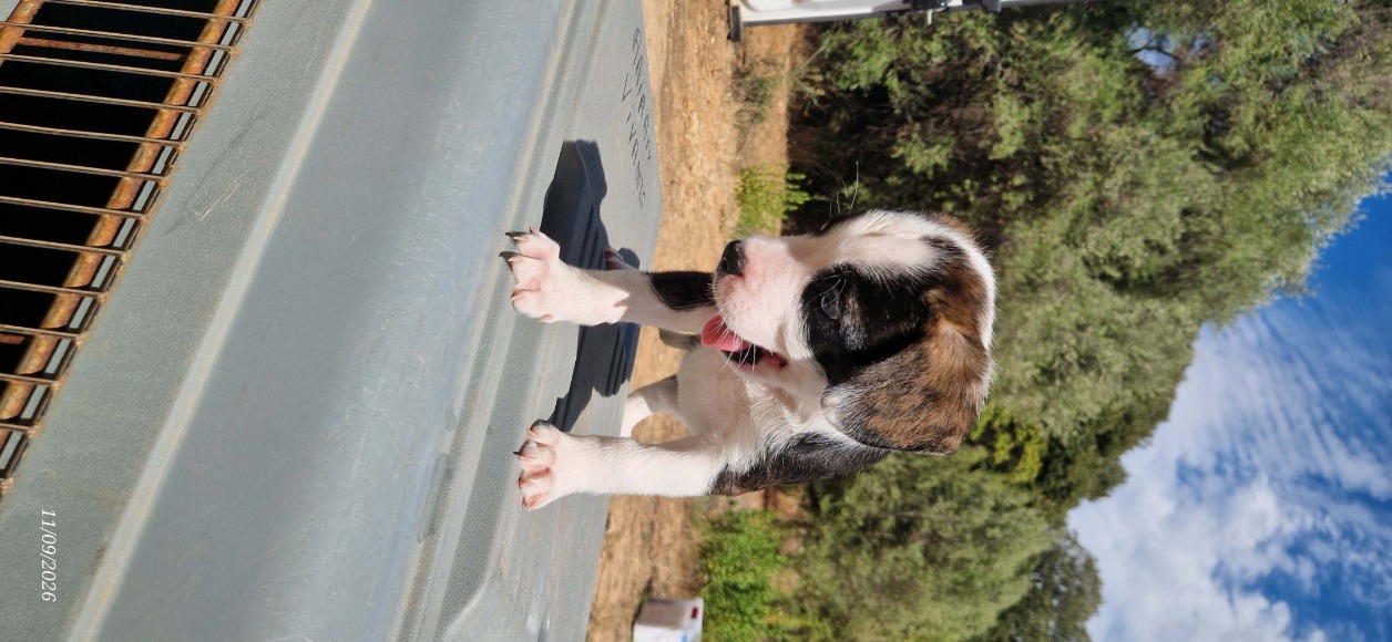 CHUN LI (en cours d’adoption)