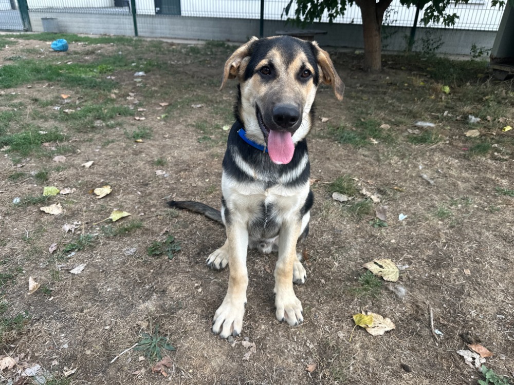 BALOO