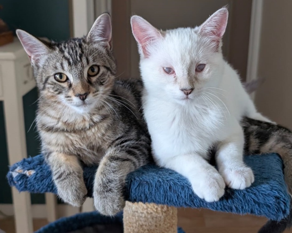 PEACH et KIWI