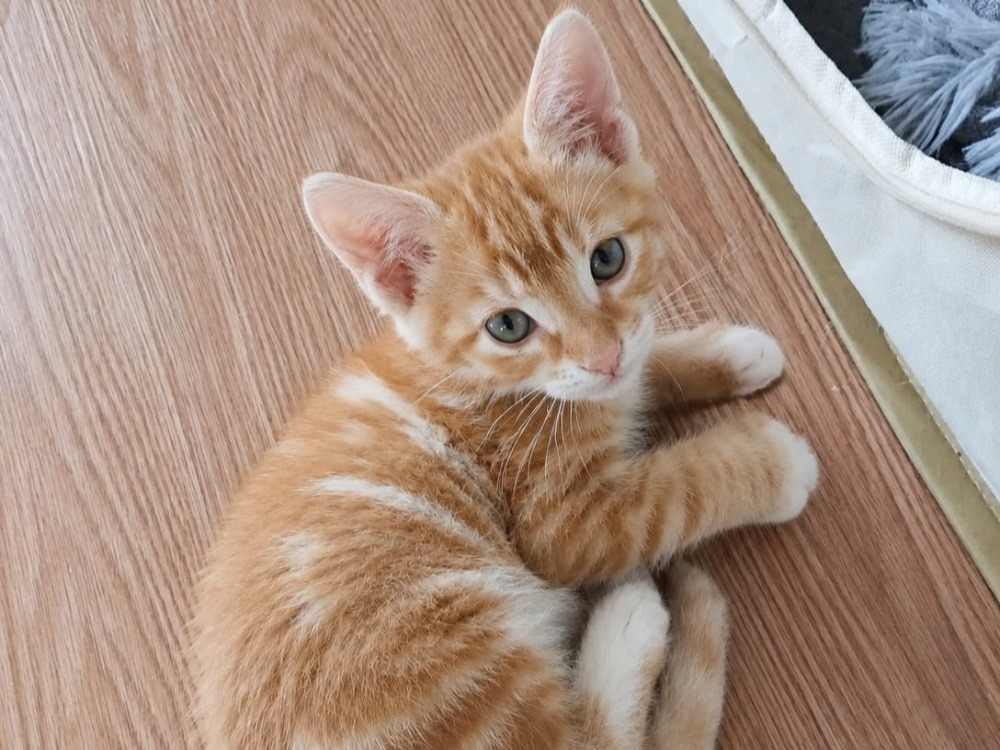 CHARLIE