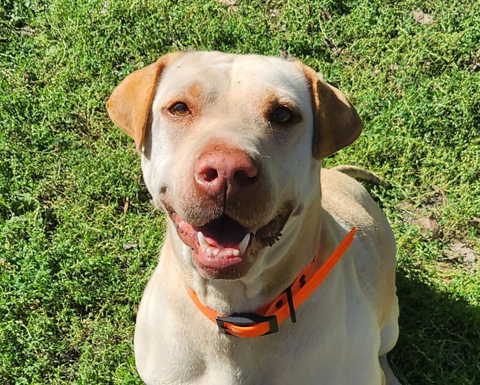 NALA
