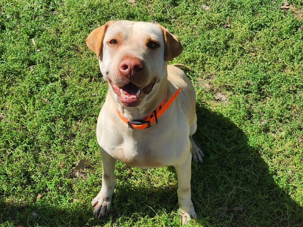 NALA