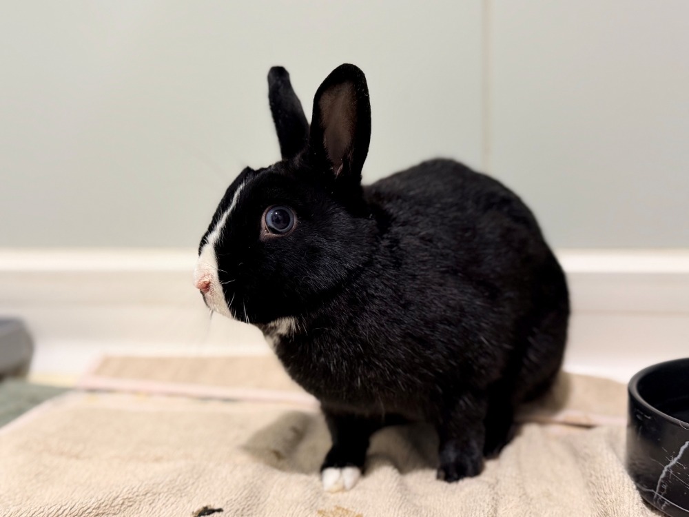BUNNY