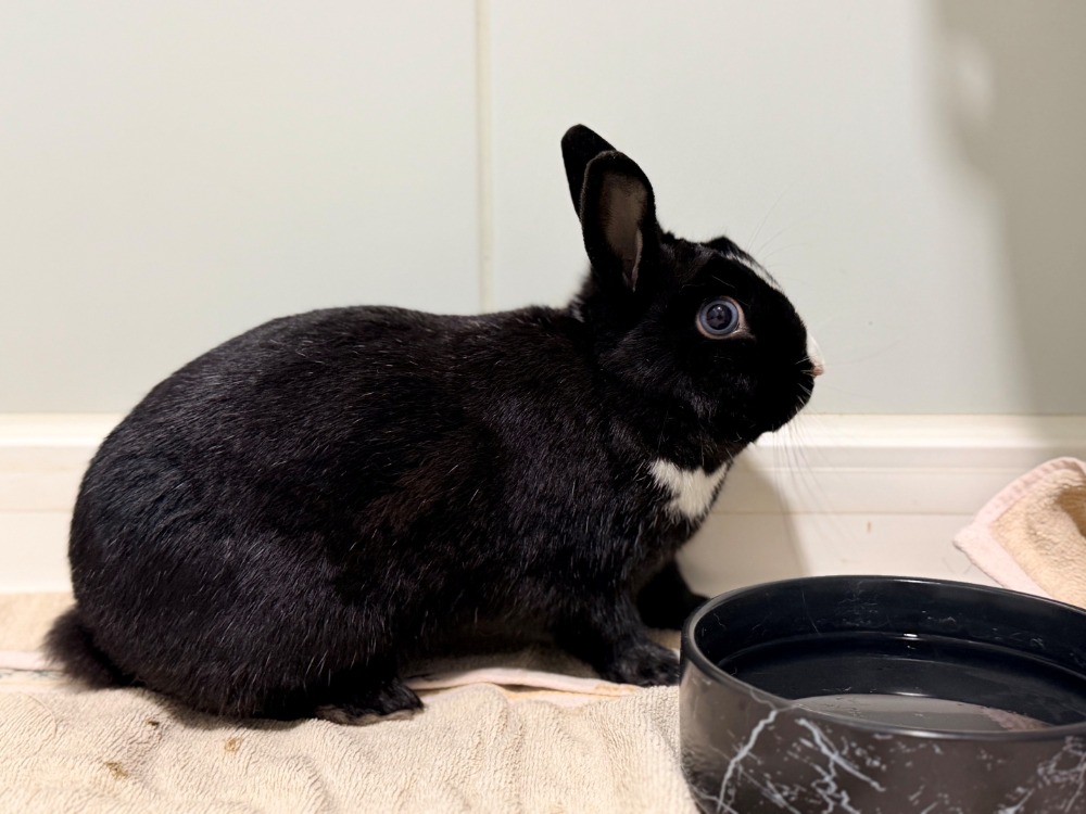 BUNNY