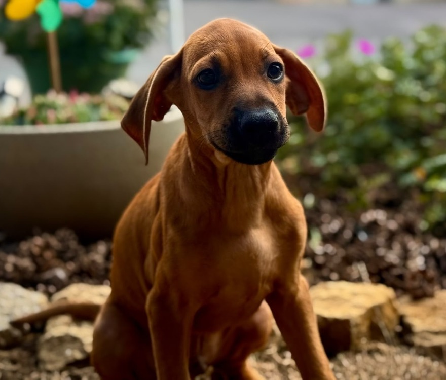 ROKO
