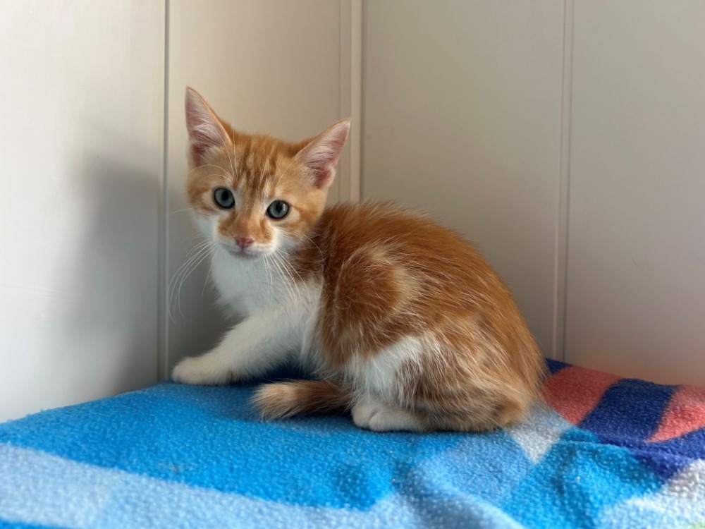Balthazar (reservé)