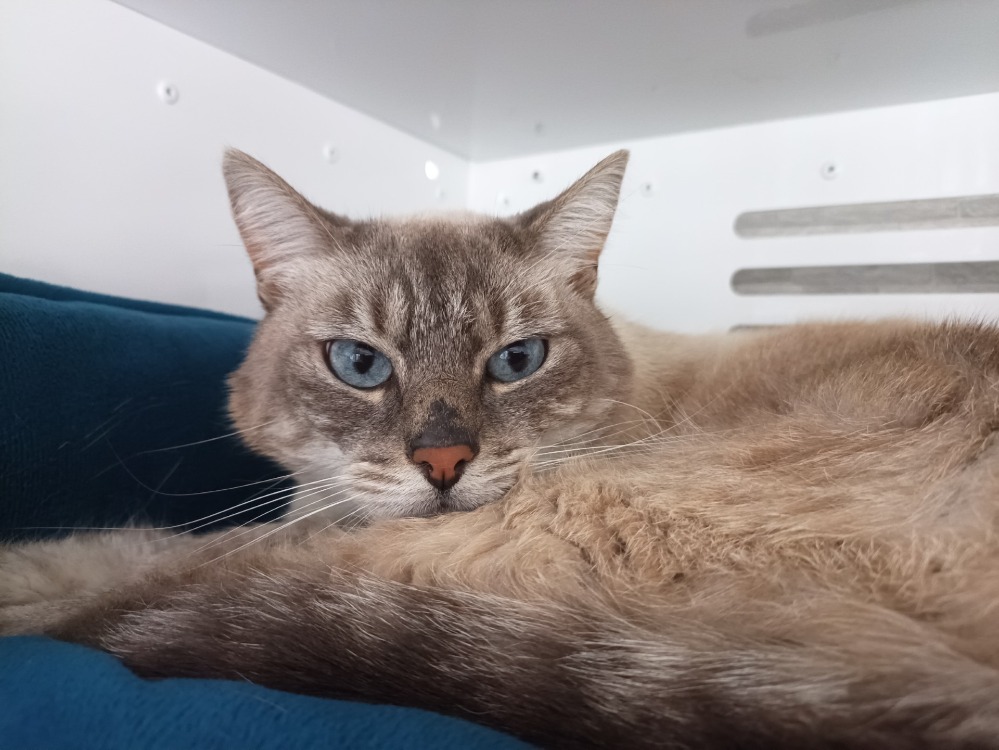 MOGLI