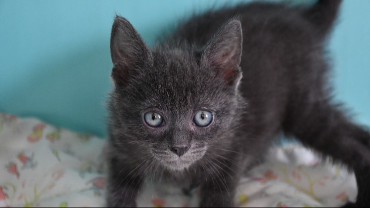 Coco
