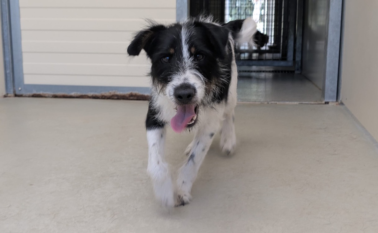 OTIS