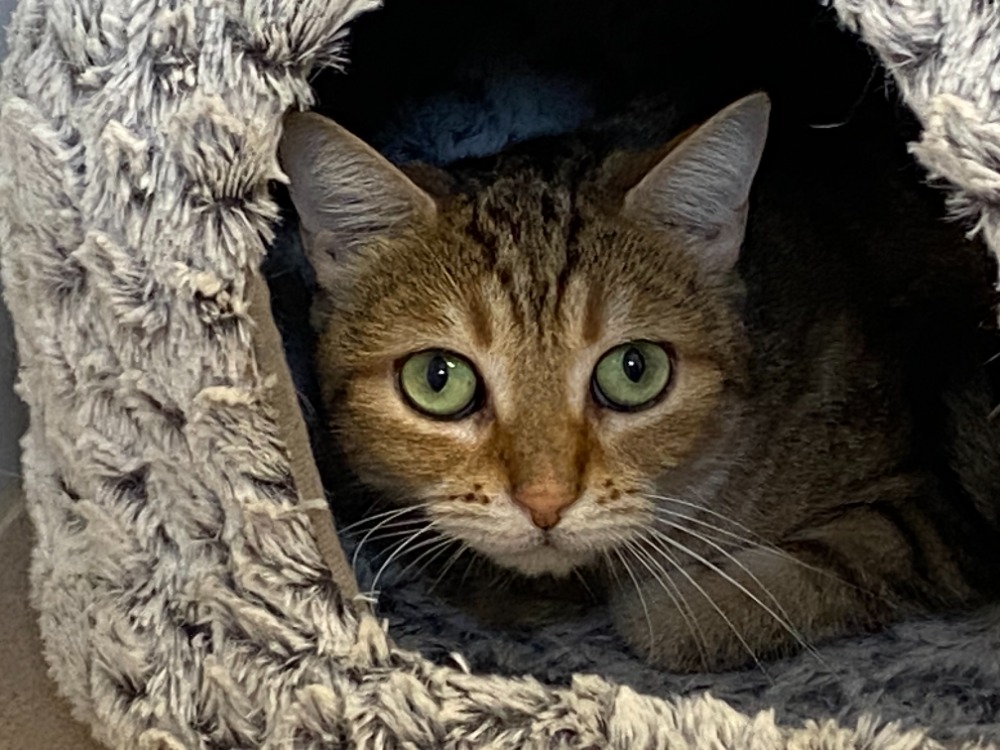 CHIPIE