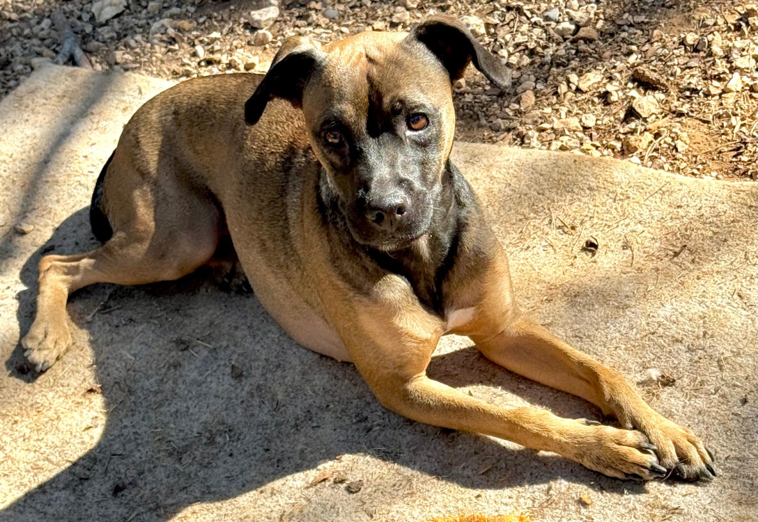 VAIA (plus à l'adoption)