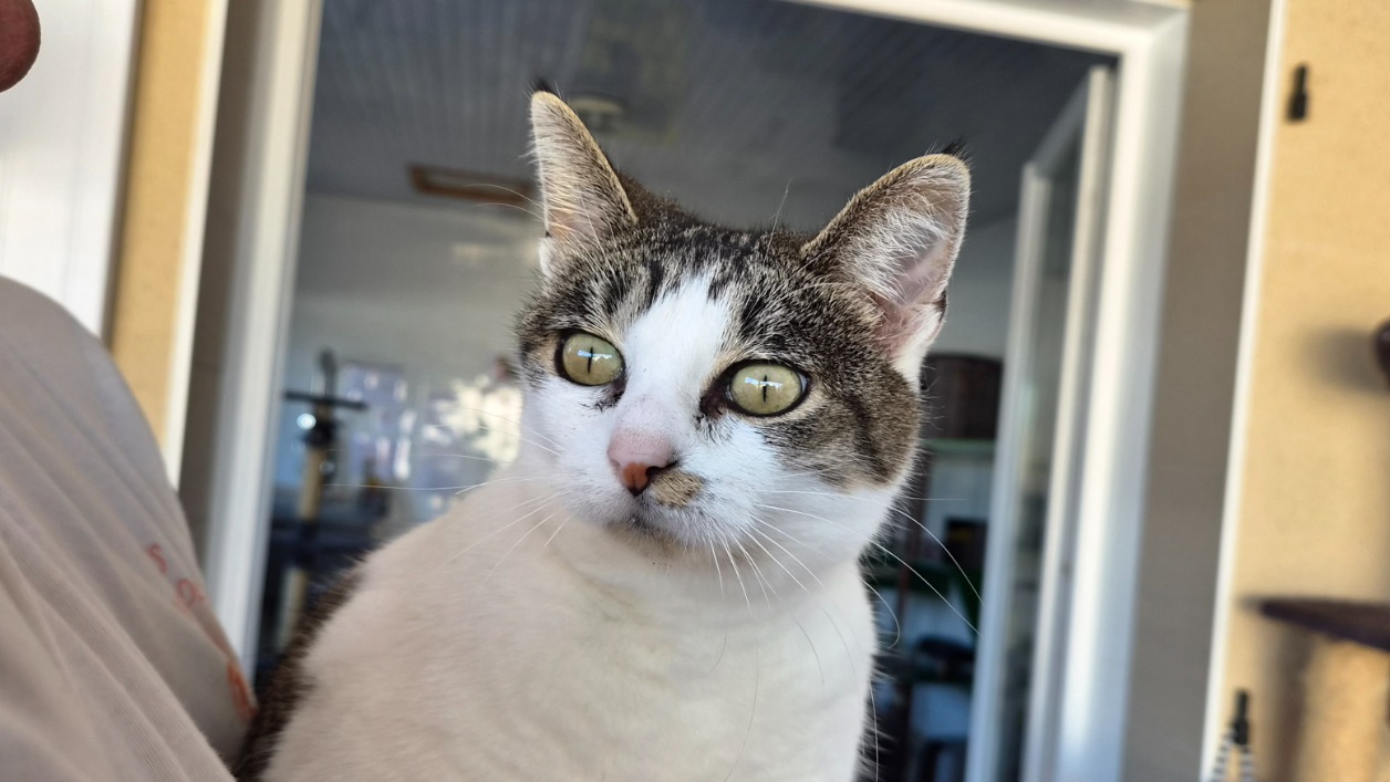 RHAENA
