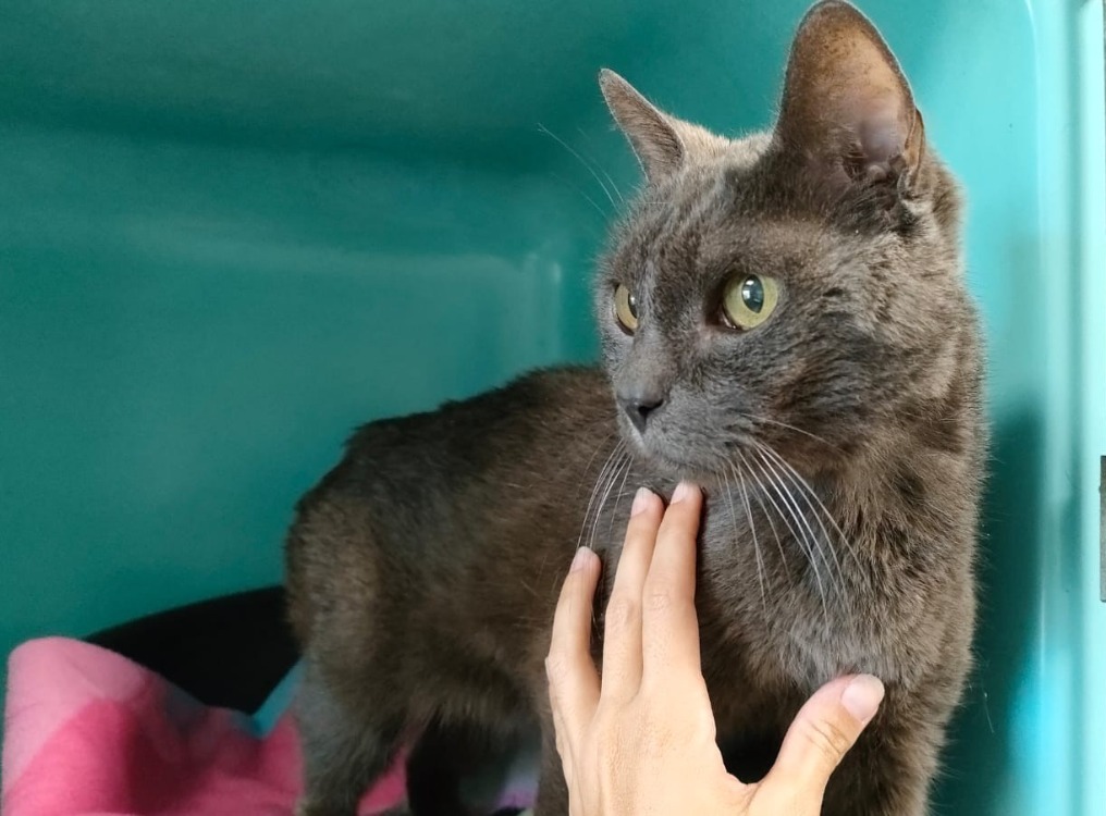 CHARLIE-GRIS QCT