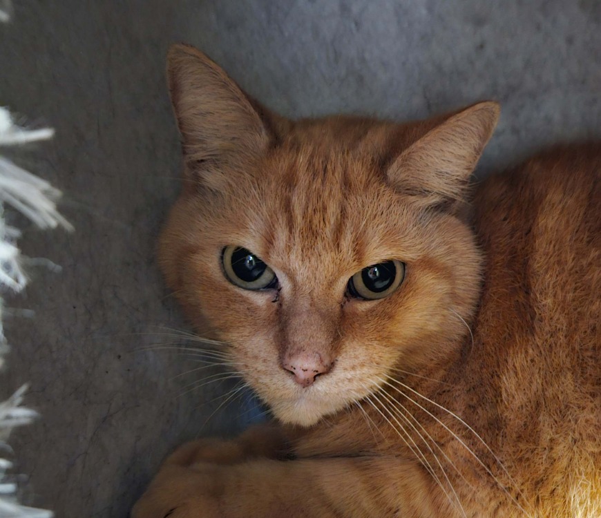 GARFIELD