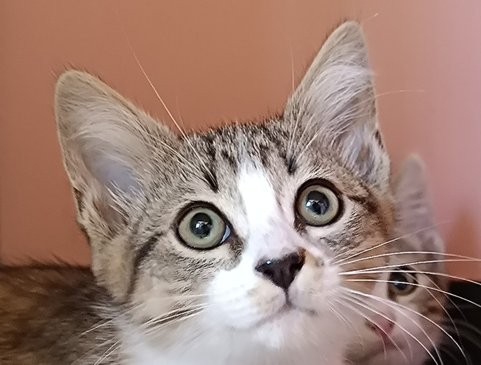 BISQUINE
