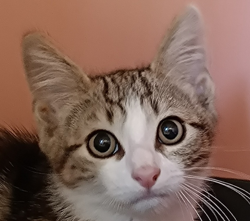 HERMINE