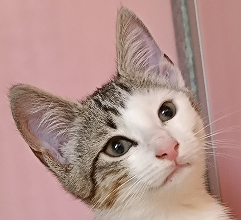 NINICHE