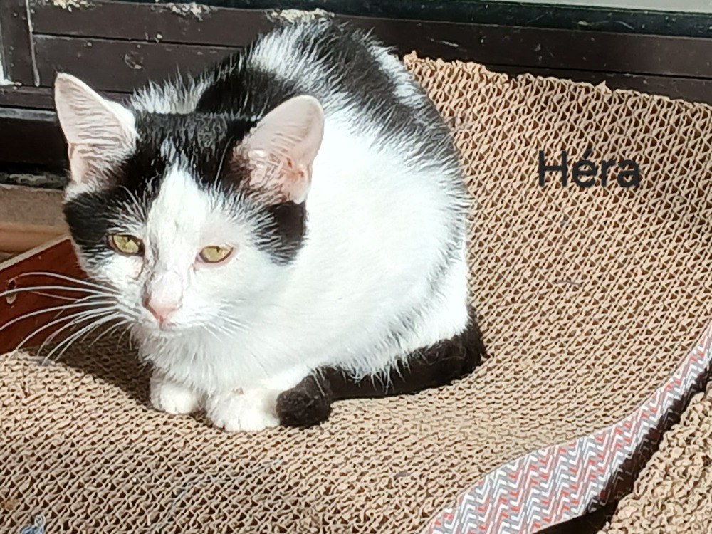 Héra