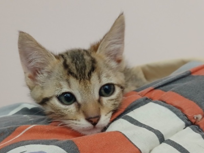 Suzu