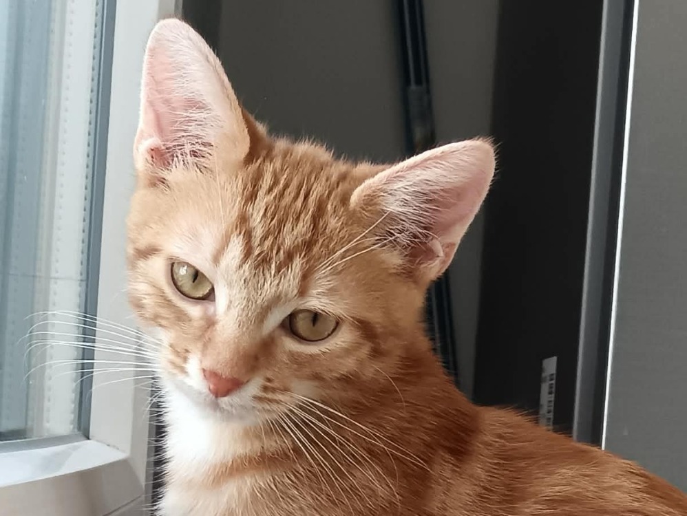 Foxy [Chaton]