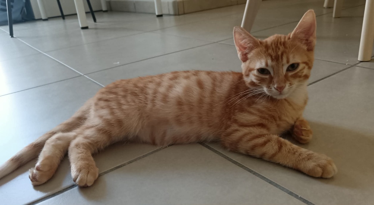 Ricky [Chaton]