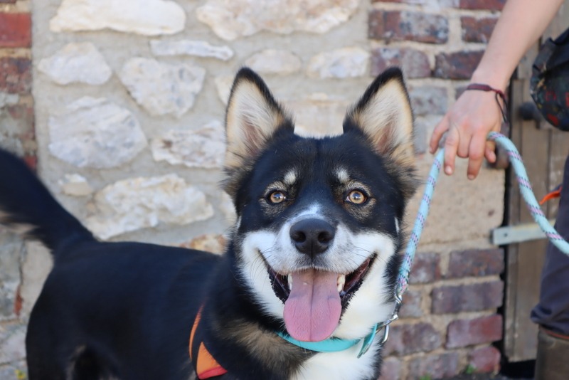 BALTO