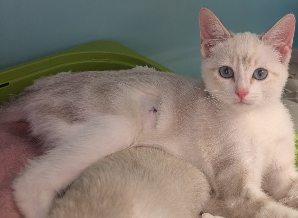 Carotte [Chaton]