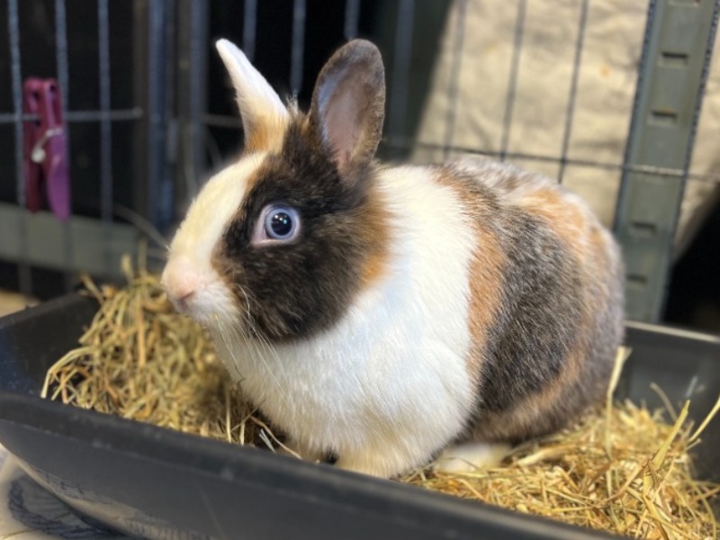 OREO