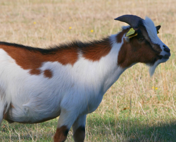 MAROILLES