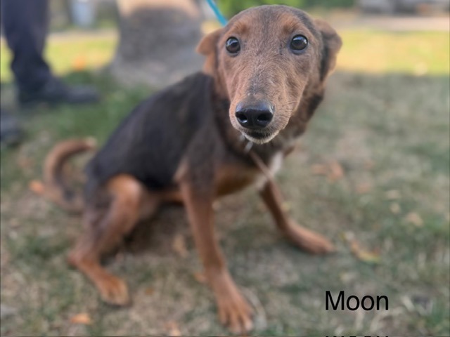 MOON
