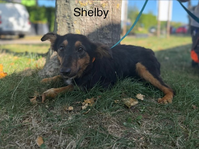 Shelby